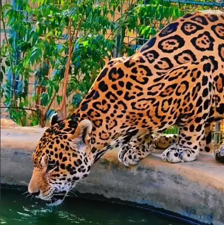 Zoológico Paraguaná